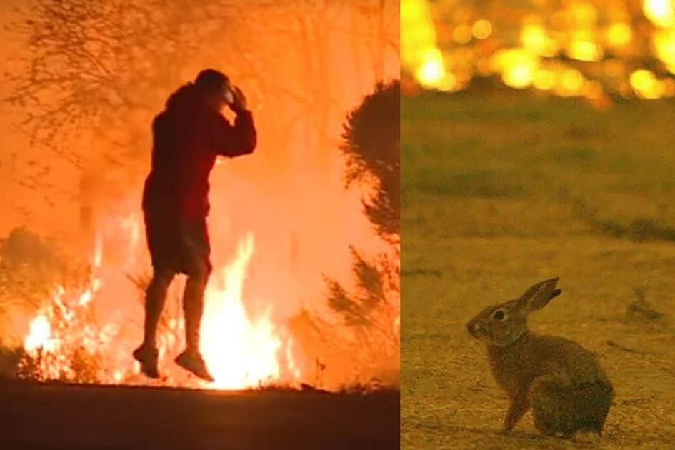 Mendadak Jadi Pahlawan Seorang Pria Rela Selamatkan Kelinci Liar Yang Terjebak Kebakaran Hutan California Lihat Aksinya