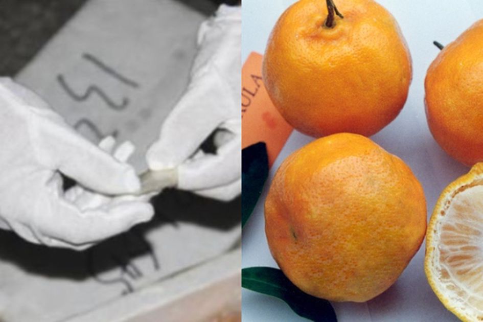 Kreatif Kebangetan Pria Ini Selundupkan Narkoba Dalam Buah Jeruk Kreatif Kebangetan Pria Ini Selundupkan Narkoba Dalam Buah Jeruk