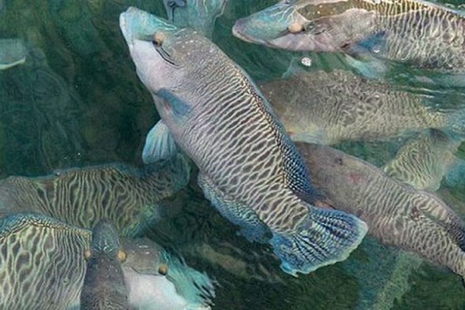 Gawat Ikan Kerapu Masuk Daftar Seafood Yang Jangan Dikonsumsi Populasinya Menurun Drastis Dan Hampir Punah