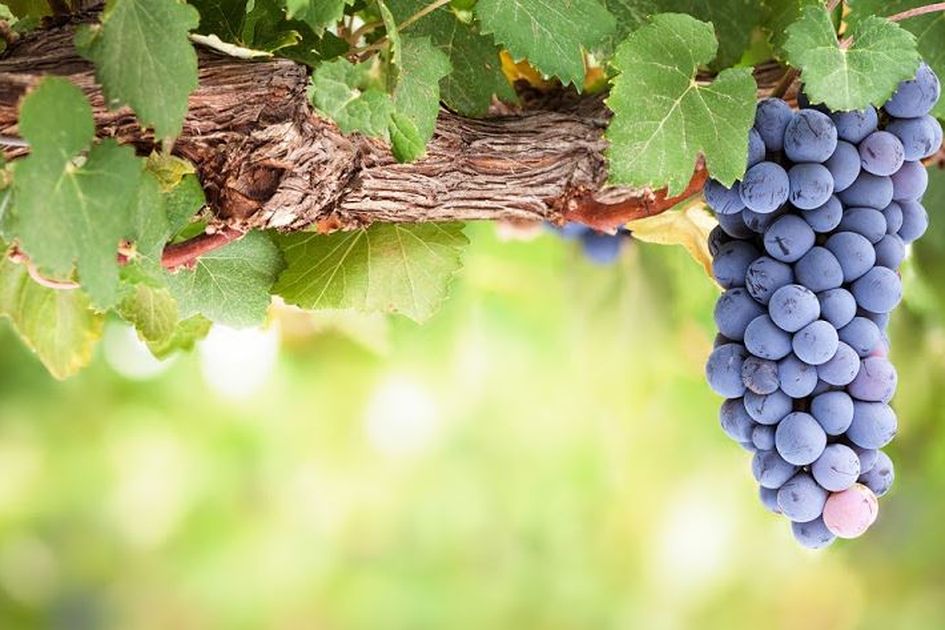 Inilah Segudang Manfaat Dari Buah Anggur Nggak Hanya Untuk Jaga Kesehatan Rambut Loh