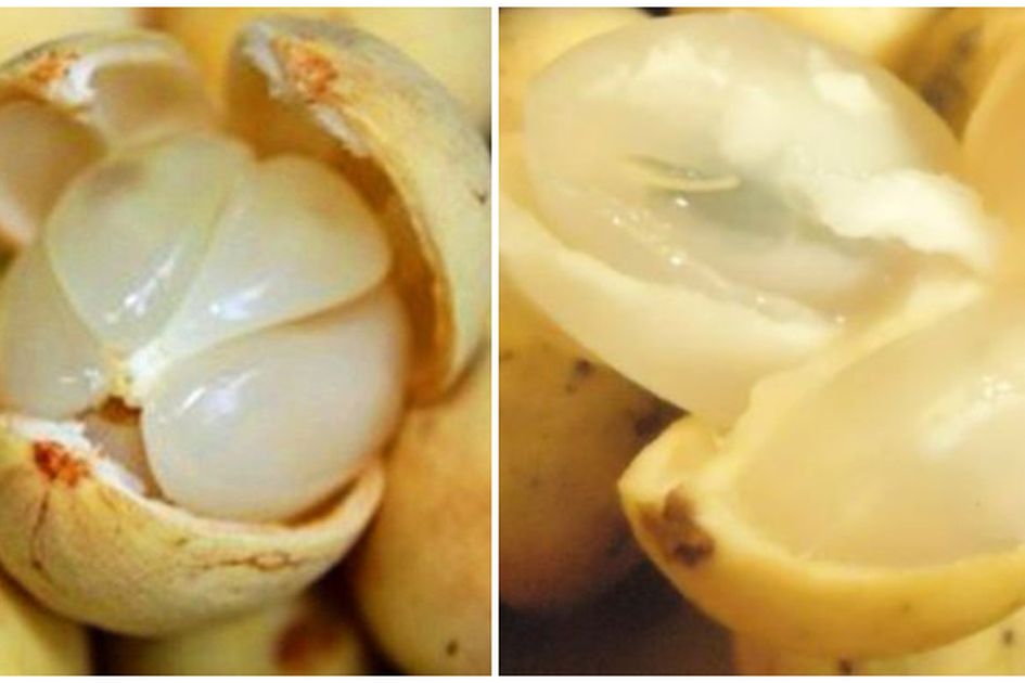 Sering Salah Sebut Ini Loh 5 Perbedaan Buah Langsat Dan Buah Duku