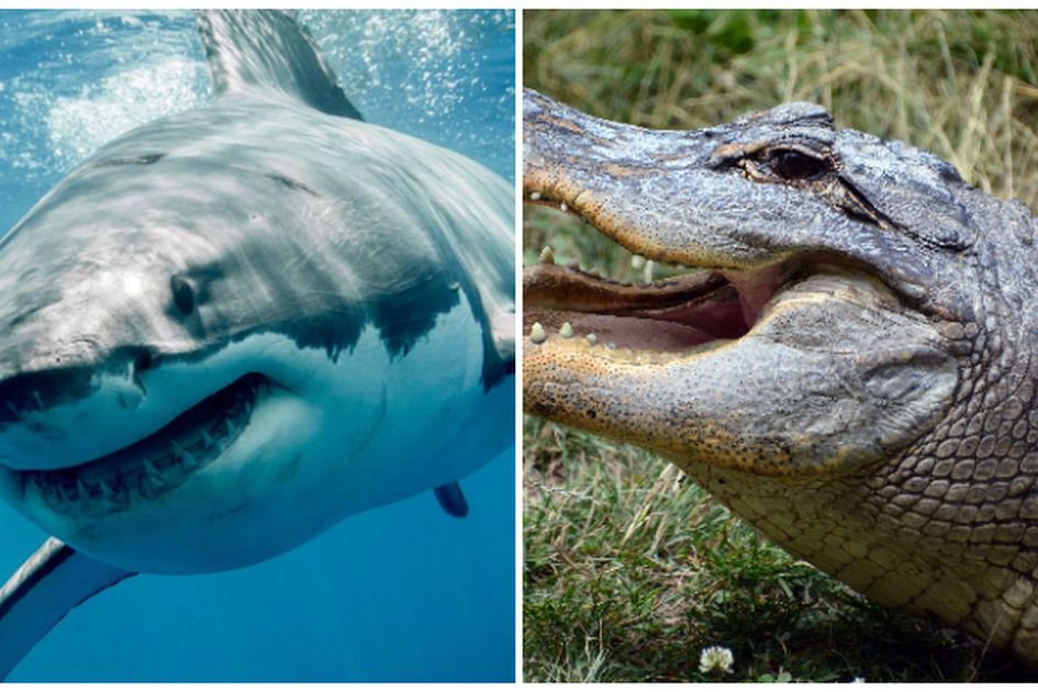 Ternyata Buaya Doyan Makan Hiu Loh Ini Buktinya