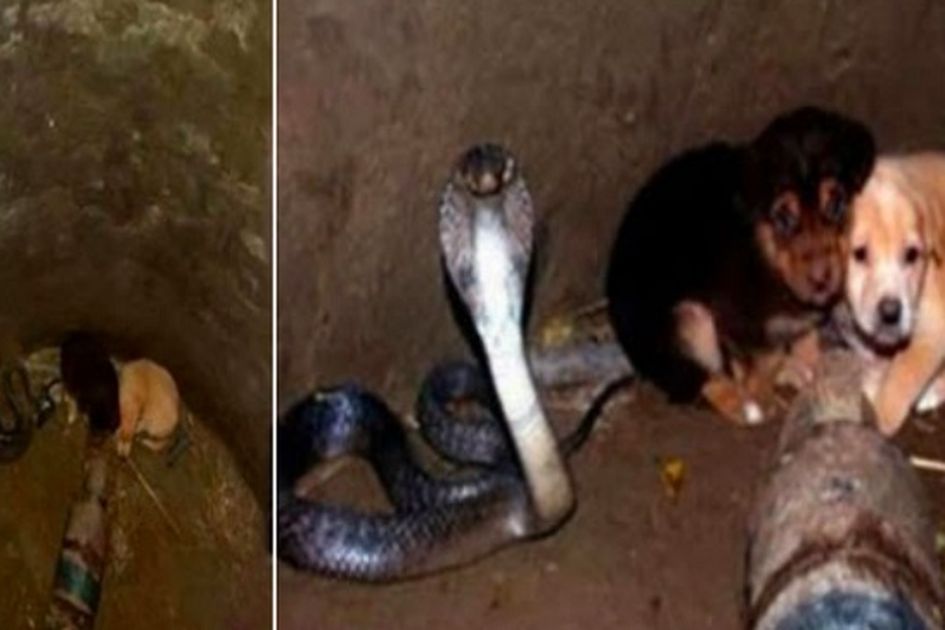 Terjebak Dalam Lubang, 2 Anak Anjing Ini Terancam Di Makan Oleh Ular Kobra