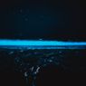 Muncul Cahaya Biru di Pinggir Laut, Apa Penyebab Terjadinya Fenomena Bioluminesensi?
