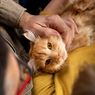 Mengapa Kucing Senang saat Dagunya Digaruk Pemilik? Ketahui 4 Alasan Ini