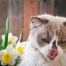 5 Alasan Kucing Suka Menjilati Pemiliknya, Benarkah Ekspresi Sayang?