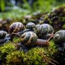 Apa yang Membuat Siput dan Keong Berjalan Lambat? #AkuBacaAkuTahu