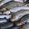 Cara Menghilangkan Bau Amis Ikan Laut dengan Cepat, Pakai Bahan-bahan Ini