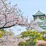 Jadi Ikon Negara Jepang, Ini 5 Jenis Pohon Sakura yang Populer dan Indah