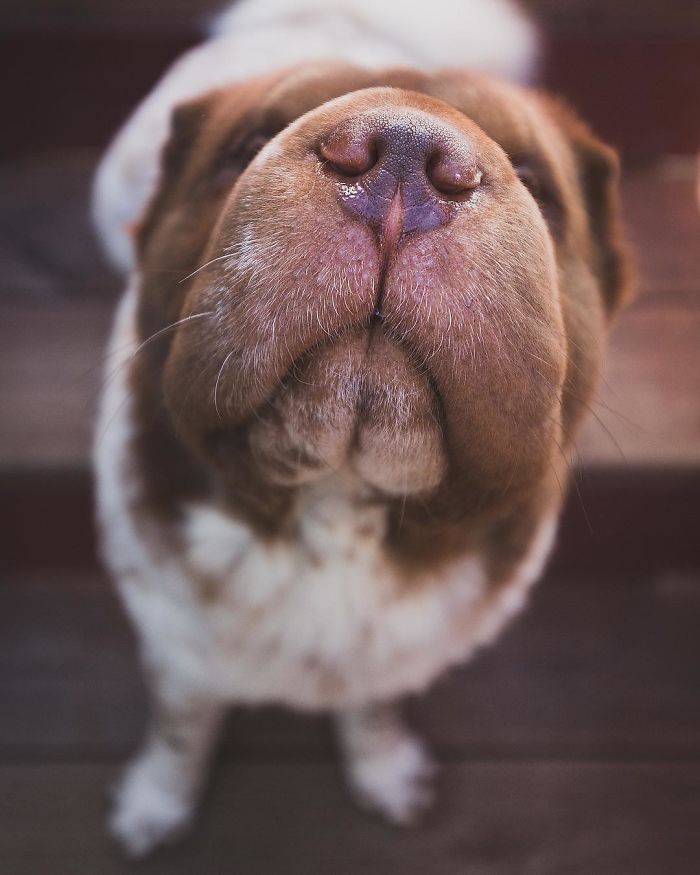 Intip Yuk Kelucuan Anjing Shar Pei Yang Wajahnya Mirip Beruang