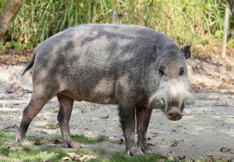 Babi Berjanggut Kalimantan Penjelajah Dan Pelindung Hutan Kalimantan Semua Halaman National Geographic