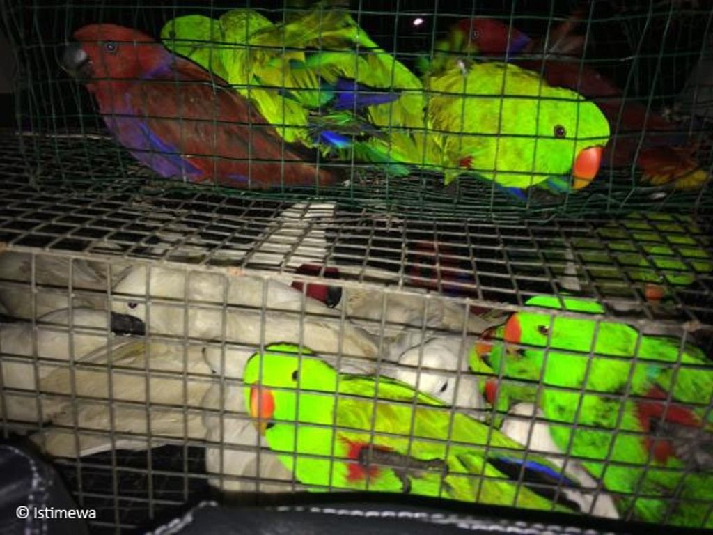 Kepolisian Halmahera Utara Tangkap Pemburu Burung Paruh Bengkok