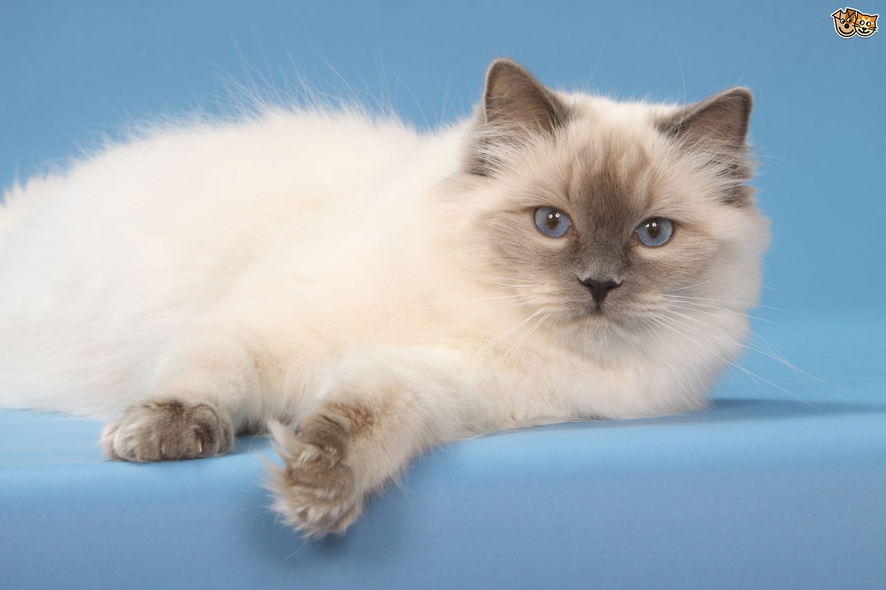 Tipe Kucing Ras Lucu Banget, Inilah 9 Jenis Ras Kucing yang Paling Menggemaskan di ...