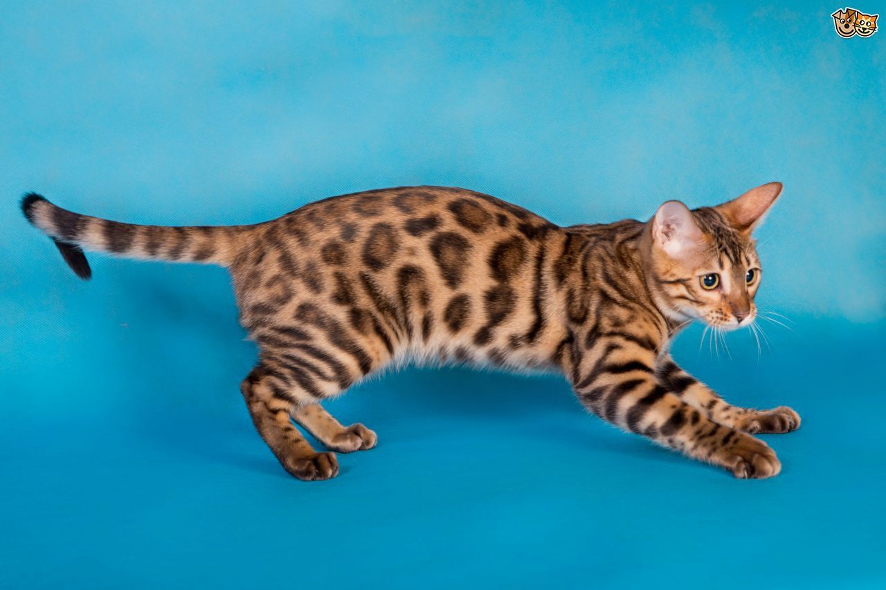 Lucu Banget, Inilah 9 Jenis Ras Kucing yang Paling Menggemaskan di ...