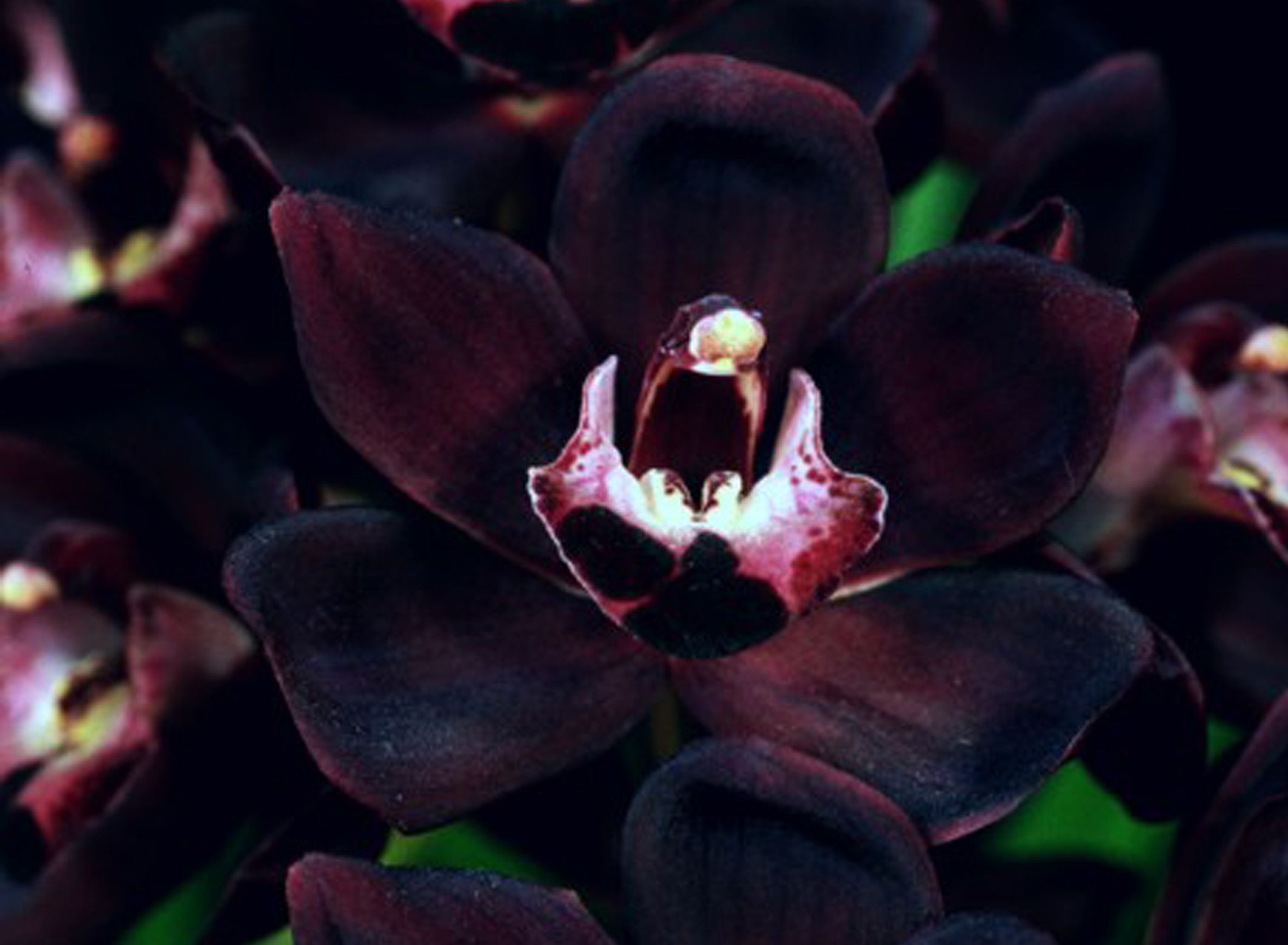 Wow 20+ Gambar Bunga Anggrek Hitam Papua - Gambar Bunga HD