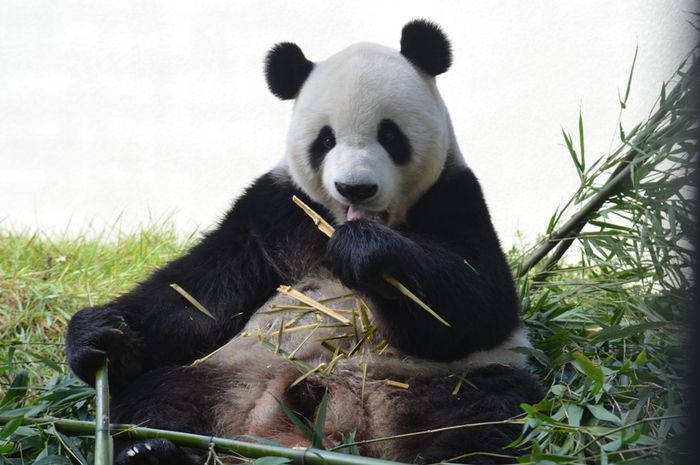Terbaik Dari Boneka Panda Lucu Imut Kecil Terbaik Dari Boneka Panda Lucu Imut Kecil