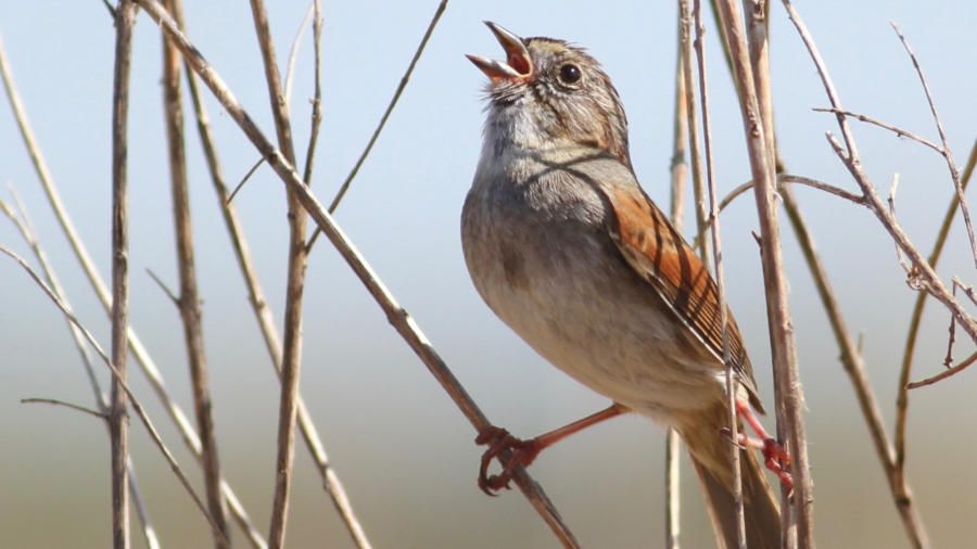 Burung Pipit Rawa Berkicau Dengan Nada Yang Sama Selama Seribu