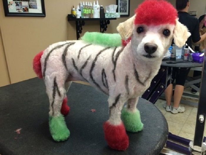 Dikecam Pecinta Hewan Perempuan Ini Punya Alasan Mengapa Ia