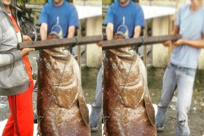 6300 Koleksi Gambar Kolase Ikan Nila HD Terbaik