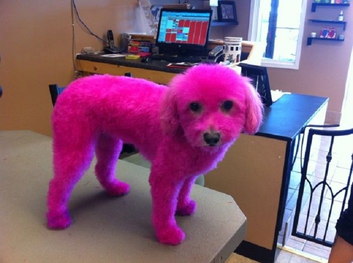 Dikecam Pecinta Hewan Perempuan Ini Punya Alasan Mengapa Ia