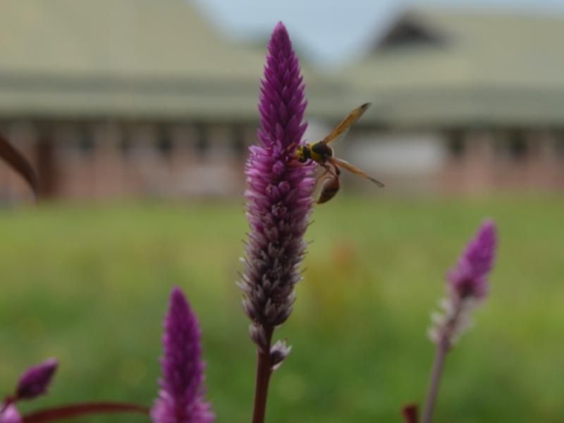 Fauna yang terdapat di indonesia memiliki kemiripan dengan fauna