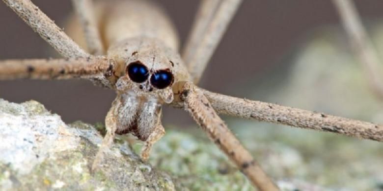 7 Hewan Yang Punya Wajah Seram Berani Melihatnya Semua Halaman