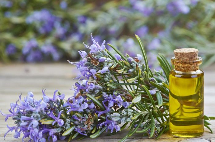 Hasil gambar untuk Esensial Rosemary