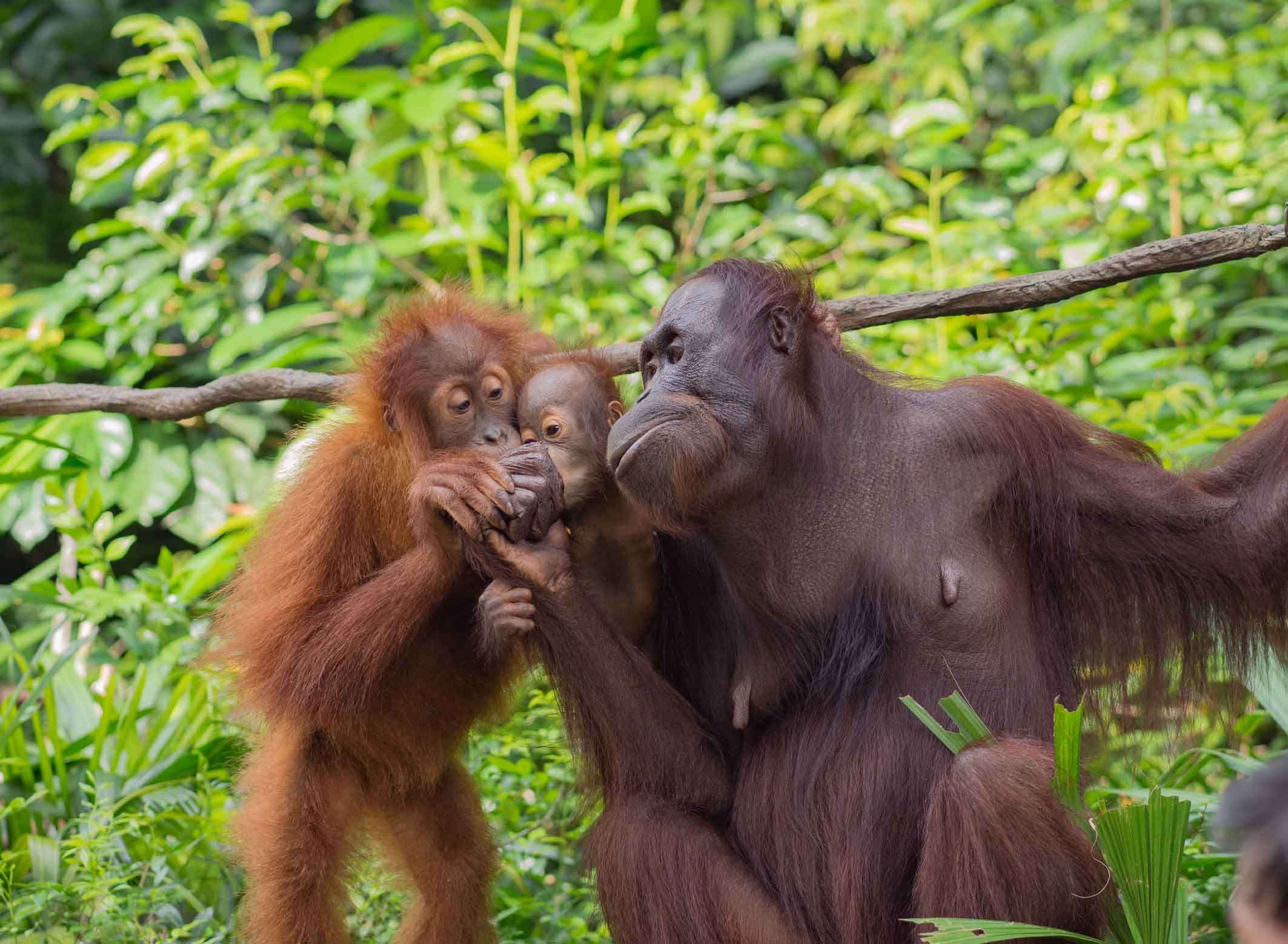 Taman nasional tanjung putih dikenal karena merupakan pusat rehabilitasi hewan yaitu