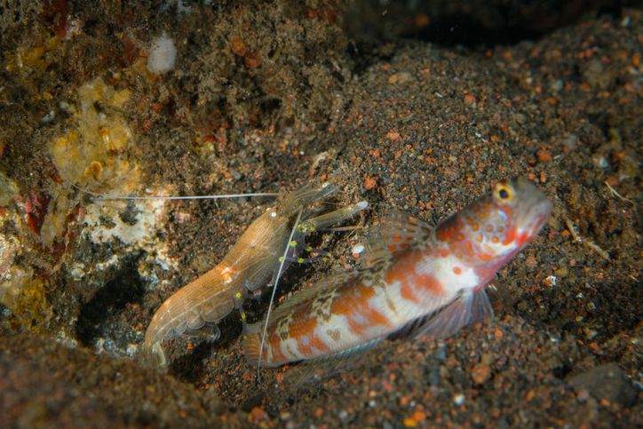 Ikan Goby dan Udang Pistol, Makhluk Laut yang Saling Menguntungkan - Semua  Halaman - National Geographic
