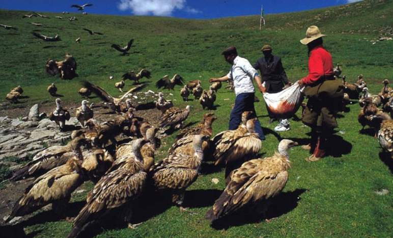 Jenazah Dimakan Burung Begini Ritual Pemakaman Langit Di Tibet