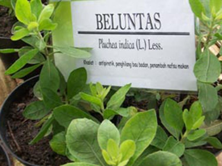 Beluntas