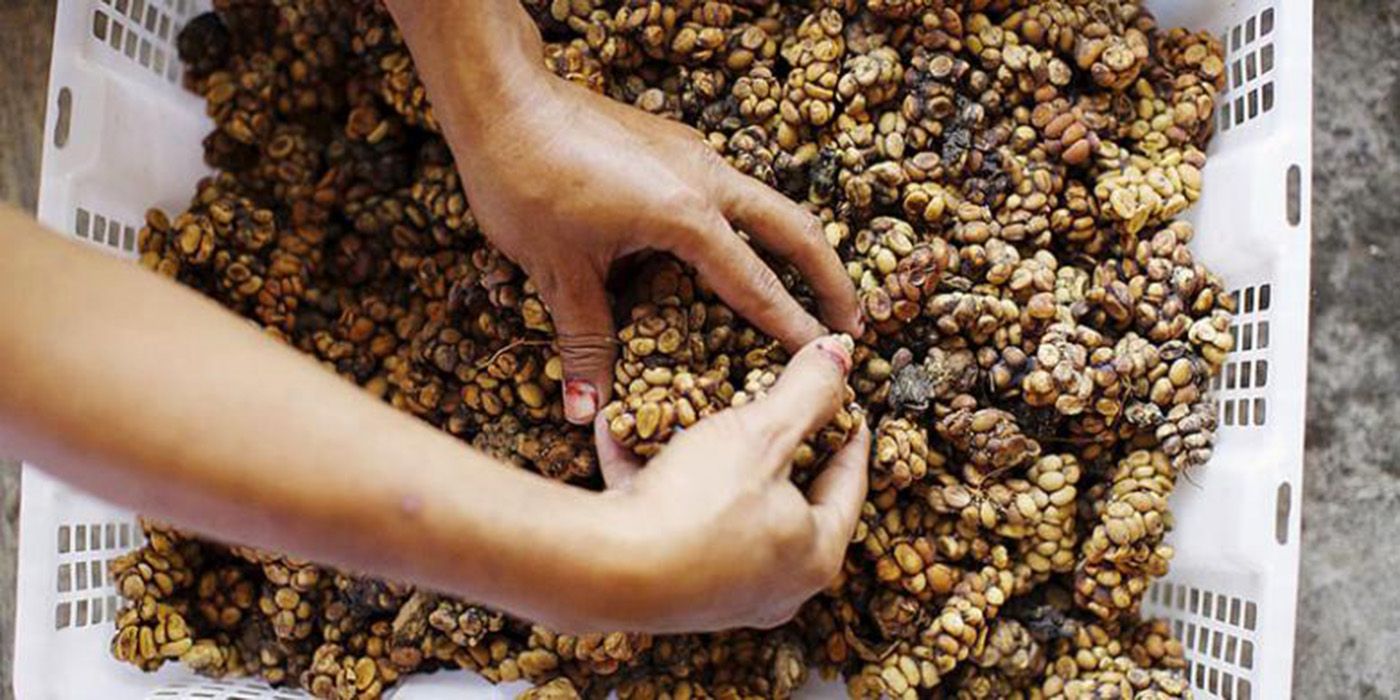 Ada Kopi Yang Diberi Nama Kopi Luwak Seperti Apa Sebenarnya Luwak
