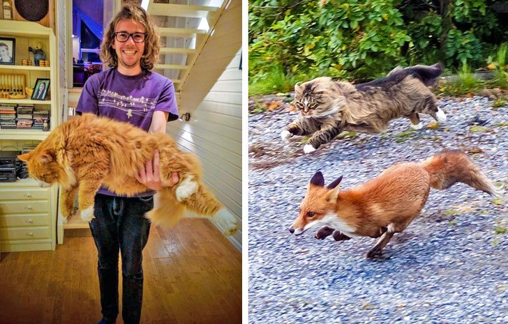 6 Jenis Kucing Yang Termasuk Raksasa Kucing Kamu Pernah Lihat