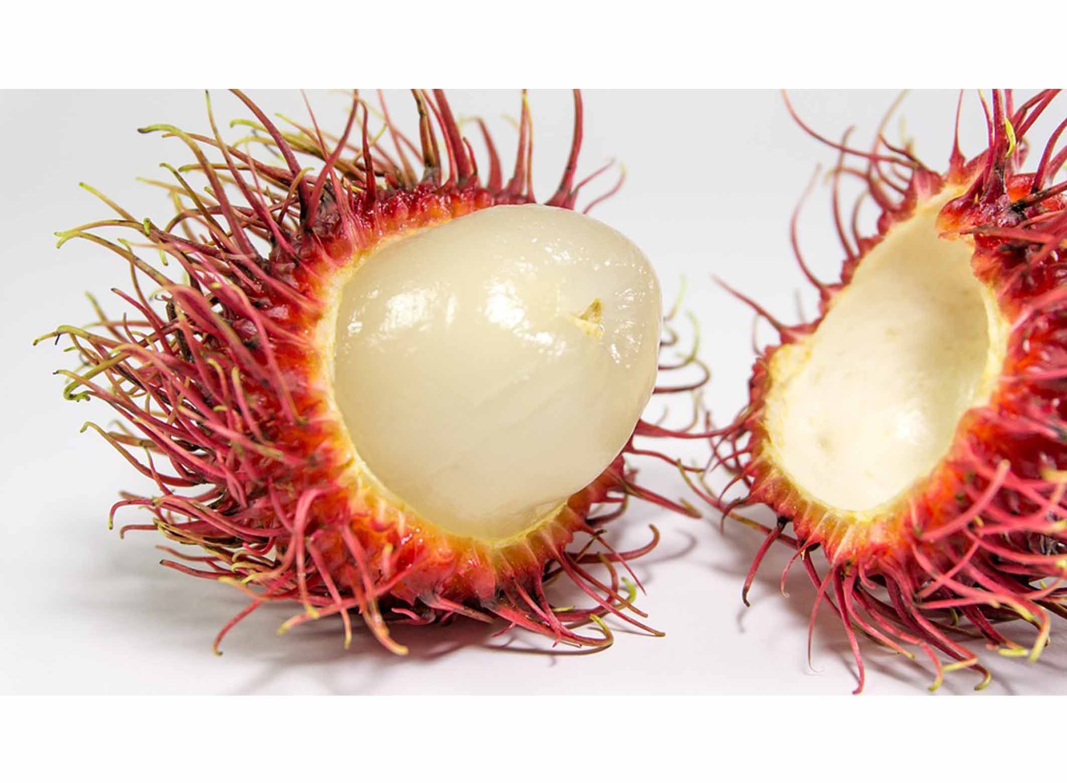  Singkatan Lucu  Rambutan