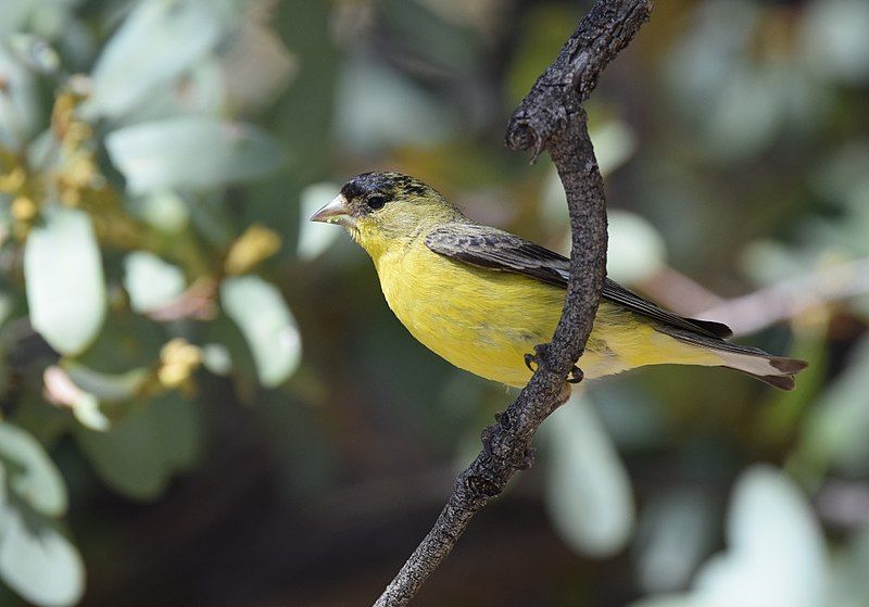 Ada Yang Beratnya 1 4 Gram Ini Dia Burung Burung Terkecil Di