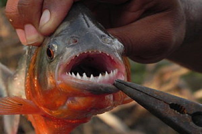 Bukan Piranha Monster Kecil Inilah Hewan Paling Bahaya Di Sungai