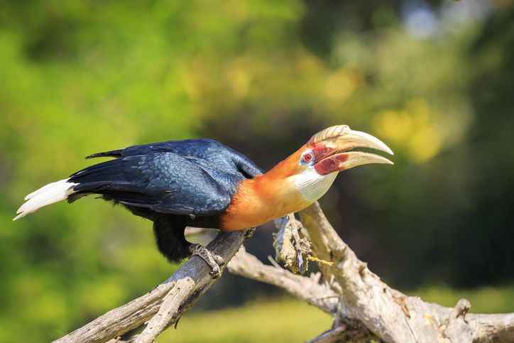 50++ Jenis burung beo kalimantan terupdate
