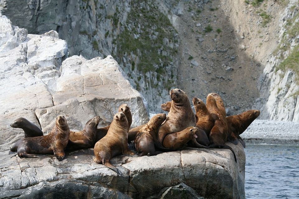 Perbedaan Anjing Laut Singa Laut Dan Walrus Jangan Tertukar Ya