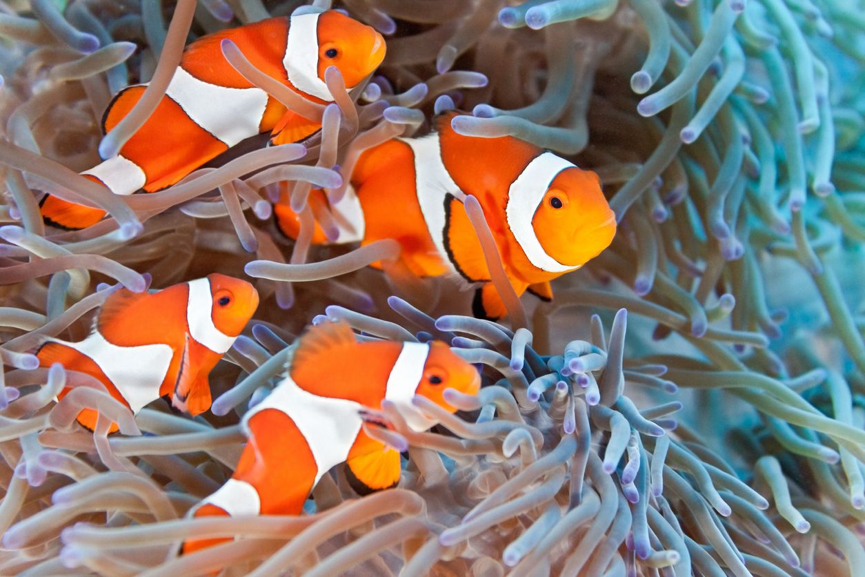 Alasan Di Balik Tiga Garis Yang Dimiliki Nemo Si Ikan Badut Semua Halaman National Geographic