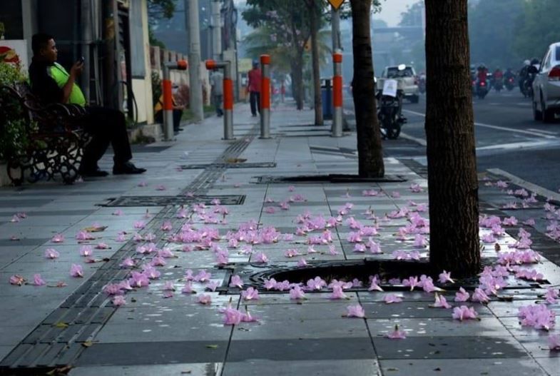 5500 Koleksi Gambar Kolase Bunga Sakura Terbaik 5500 Koleksi Gambar Kolase Bunga Sakura Terbaik