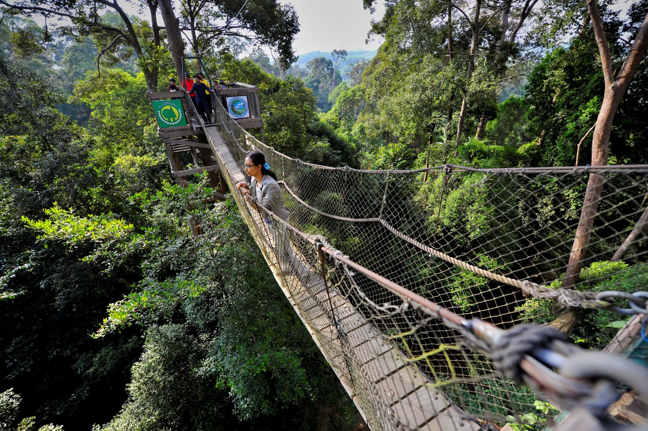Jembatan Gantung Bukit Bangkirai, Wisata Alam yang Menggoyang Adrenalin - Semua Halaman - Intisari