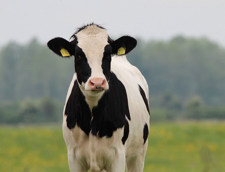 Induk Sapi Ini Menangis Setiap Hari karena Terpisah dengan Anaknya