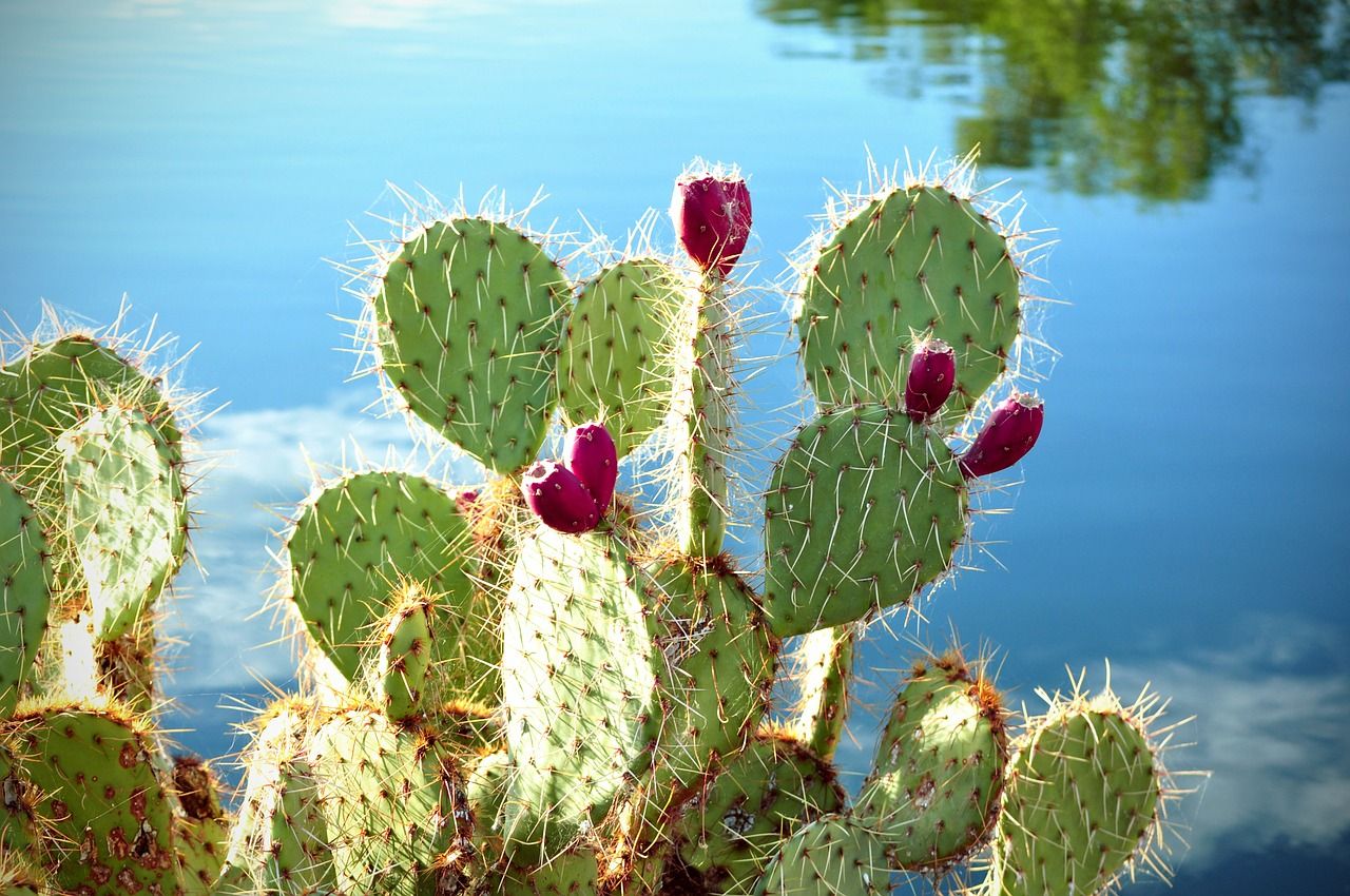 Ciri khusus apa yang dimiliki kaktus sehingga mampu bertahan hidup dalam kondisi lingkungan yang kering