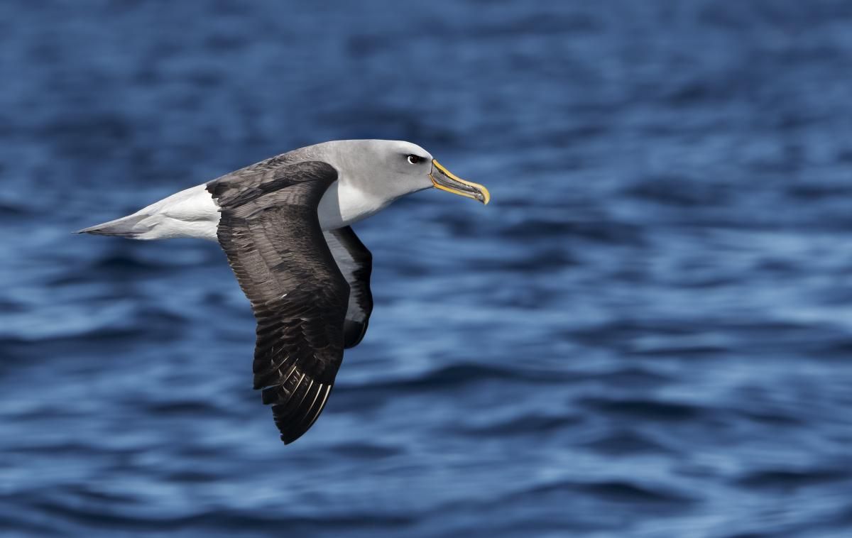 Kenalan Dengan Burung Buller Albatross Burung Yang Bisa Berenang