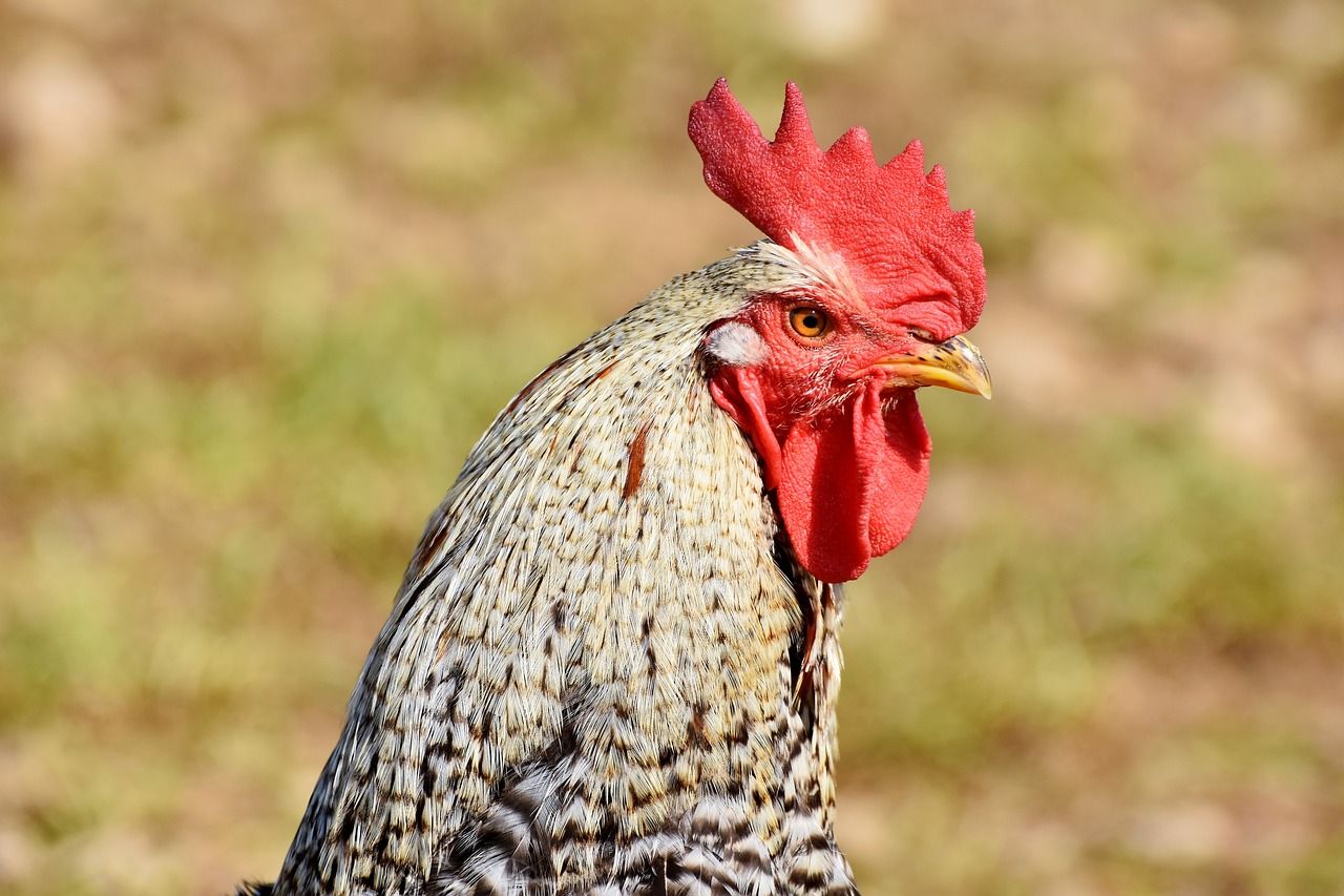 6400 Koleksi Gambar Burung Ayam Jantan Gratis Terbaik