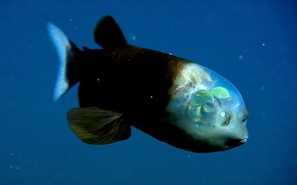 5 Spesies Aneh Dan Menyeramkan Ini Hidup Di Laut Segitiga Bermuda