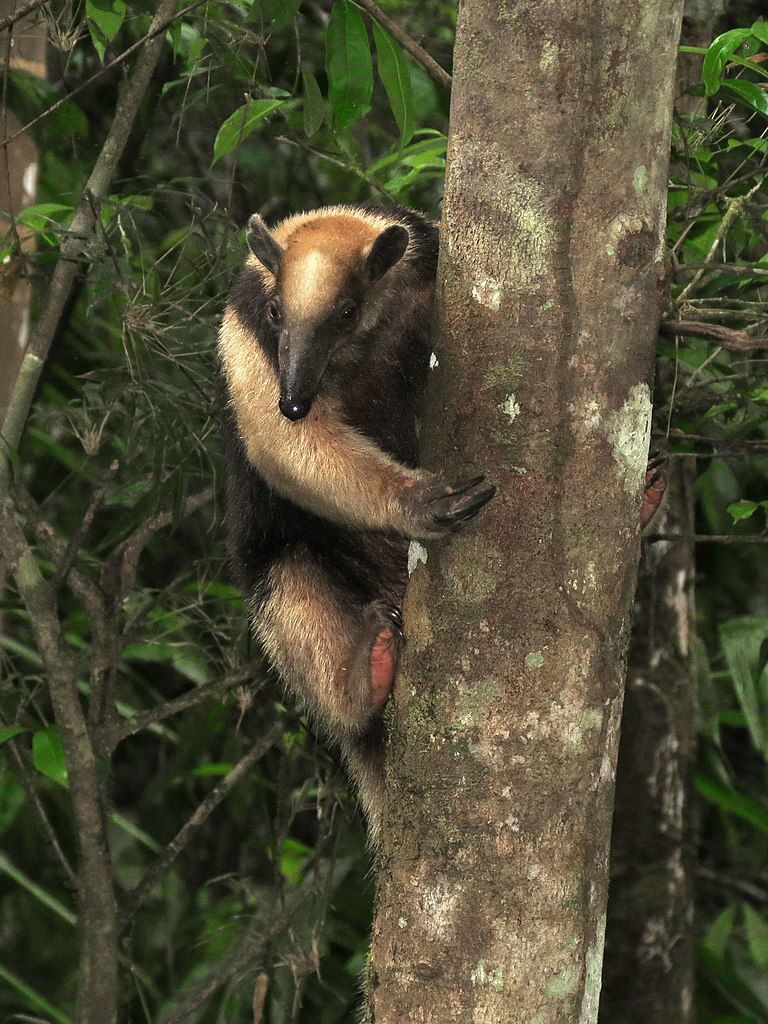 Tamandua Pemakan Serangga Yang Suka Memanjat Pohon Pernah Tahu