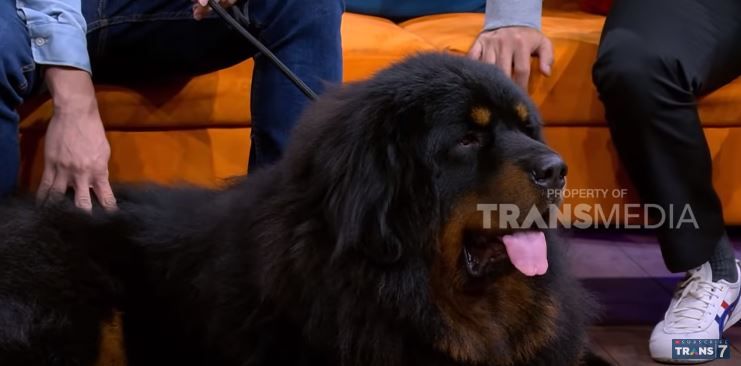 Dianggap Sebagai Simbol Kekayaan Di Tibet Tibetan Mastiff Jadi