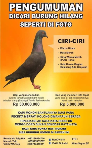 Viral Sayembara Berhadiah Rp 30 Juta Demi Cari Seekor Burung