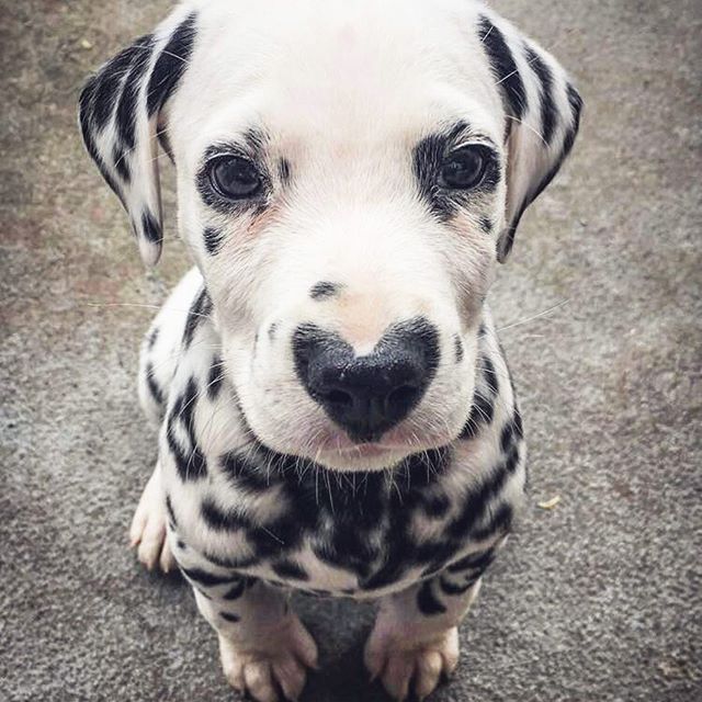 Wiley Anjing Dalmatian Yang Punya Hidung Unik Seperti Bentuk Hati